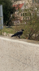 Corvus cornix