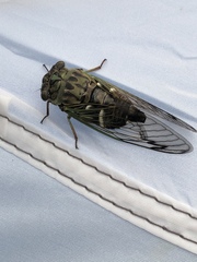 Neotibicen latifasciatus
