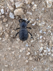 Cryptoglossa variolosa