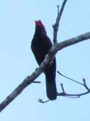 Antilophia galeata