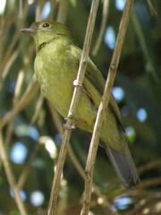 Antilophia galeata