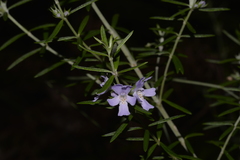 Westringia amabilis