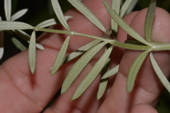 Westringia amabilis