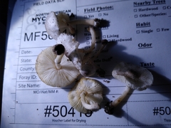 Leucoagaricus dacrytus