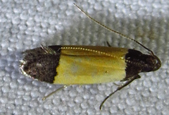 Anacampsis coverdalella