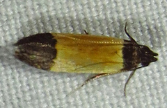 Anacampsis coverdalella
