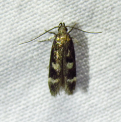 Gelechiini