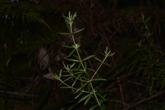 Westringia amabilis