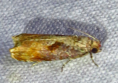 Episimus tyrius