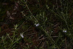Westringia amabilis