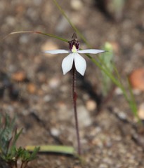 Caladenia saccharata