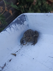 Pelobates vespertinus