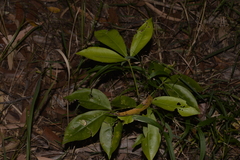 Melicope elleryana
