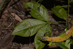Melicope elleryana