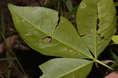 Melicope elleryana
