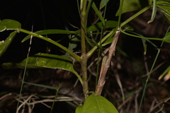 Melicope elleryana