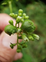 Schizomyia eupatoriflorae