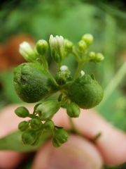 Schizomyia eupatoriflorae