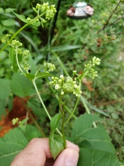 Schizomyia eupatoriflorae