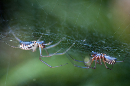 Bowl-and-doily Spider