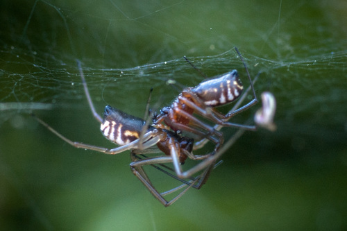 Bowl-and-doily Spider