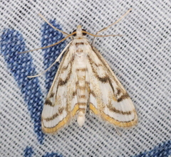 Parapoynx badiusalis