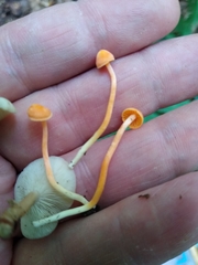 Hygrophorus aurantiacoluteus