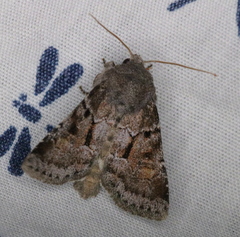 Oligia minuscula