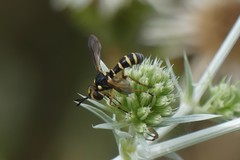 Conops scutellatus