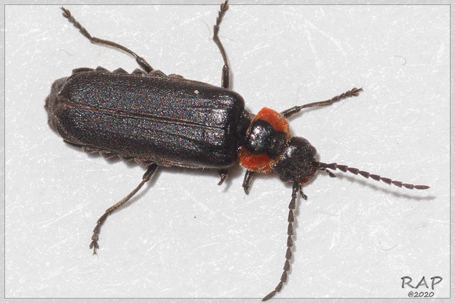 Polemius denticornis