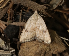 Micrathetis triplex