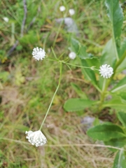 Cephalaria