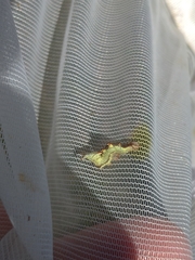 Notodonta dromedarius