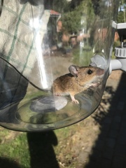 Apodemus flavicollis