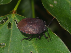 Coridius chinensis