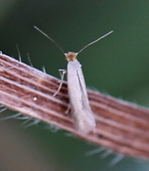 Bucculatrix cristatella