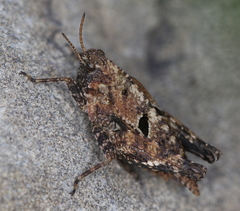 Tetrix bipunctata