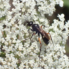 Cryptocheilus versicolor