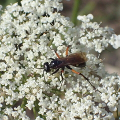 Cryptocheilus versicolor