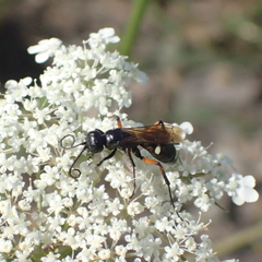 Cryptocheilus versicolor