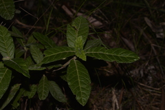 Psychotria loniceroides