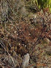 Pimelea suteri