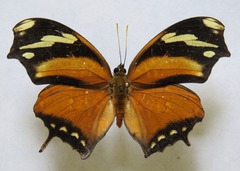 Consul fabius cecrops