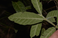 Psychotria loniceroides