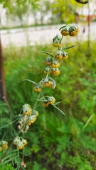 Artemisia