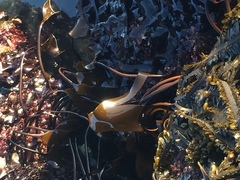 Laminaria setchellii
