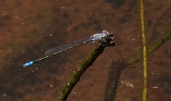 Paracercion calamorum