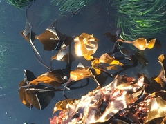 Laminaria setchellii