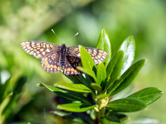 Euphydryas intermedia
