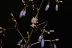 Leptopius tetraphysodes